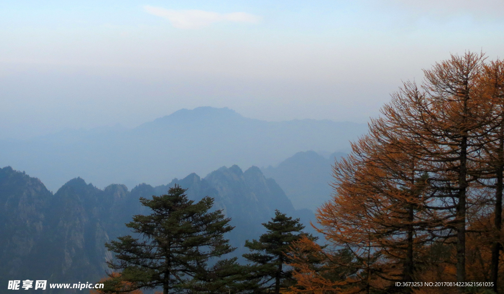 苍山青松