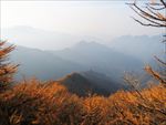 太白山秋日红杉