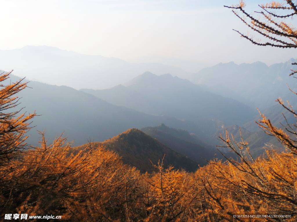 太白山秋日红杉