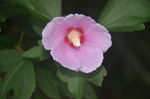 木槿