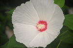 芙蓉葵