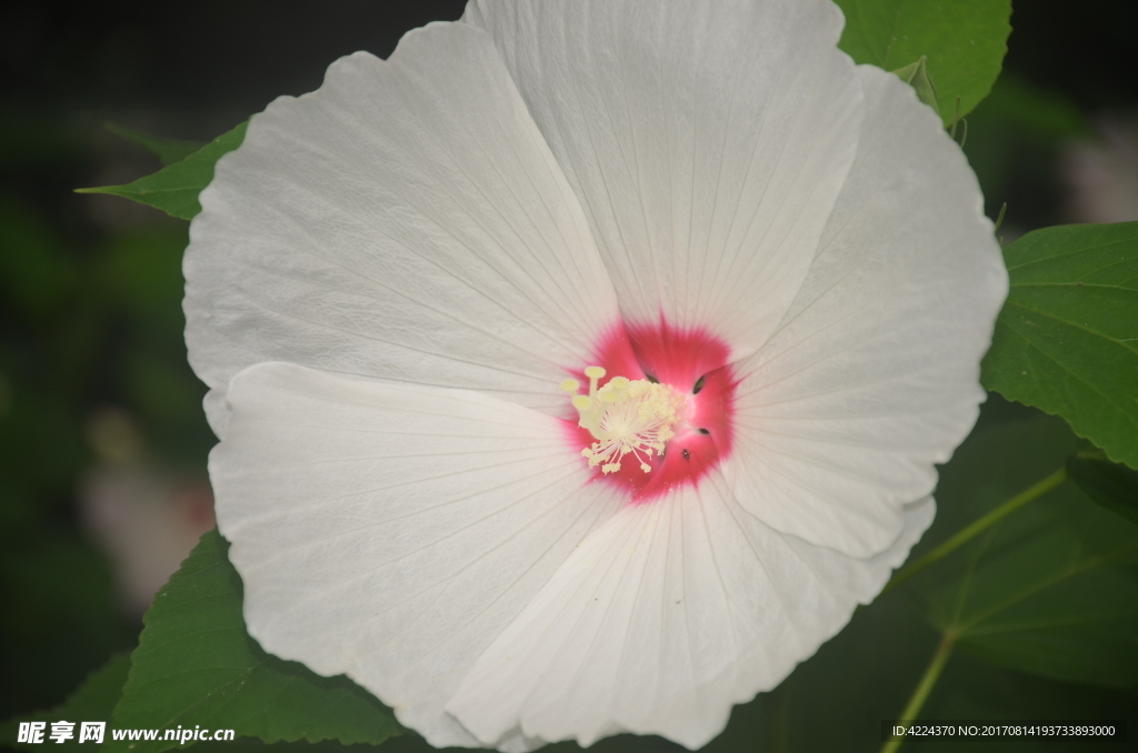 芙蓉葵