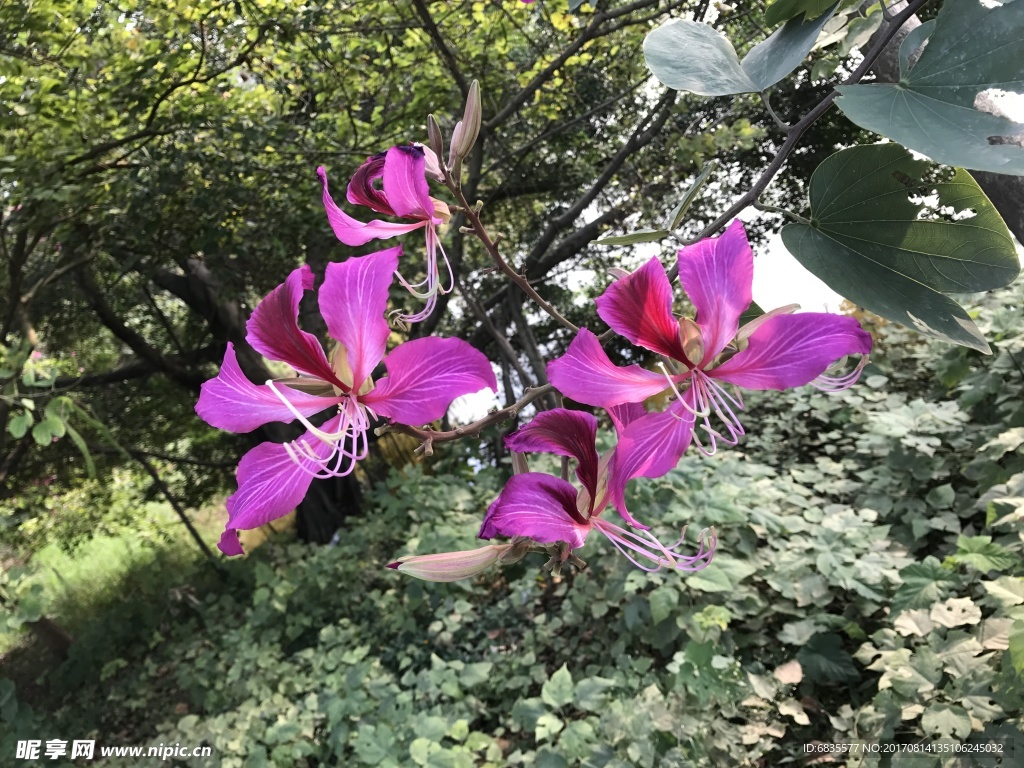 盛开的紫荆花