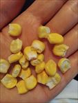 玉米粒