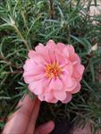蚂蜂菜花