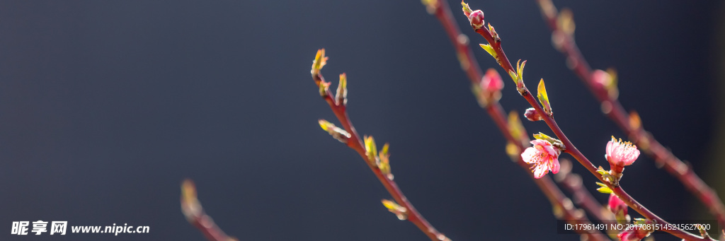 梅花