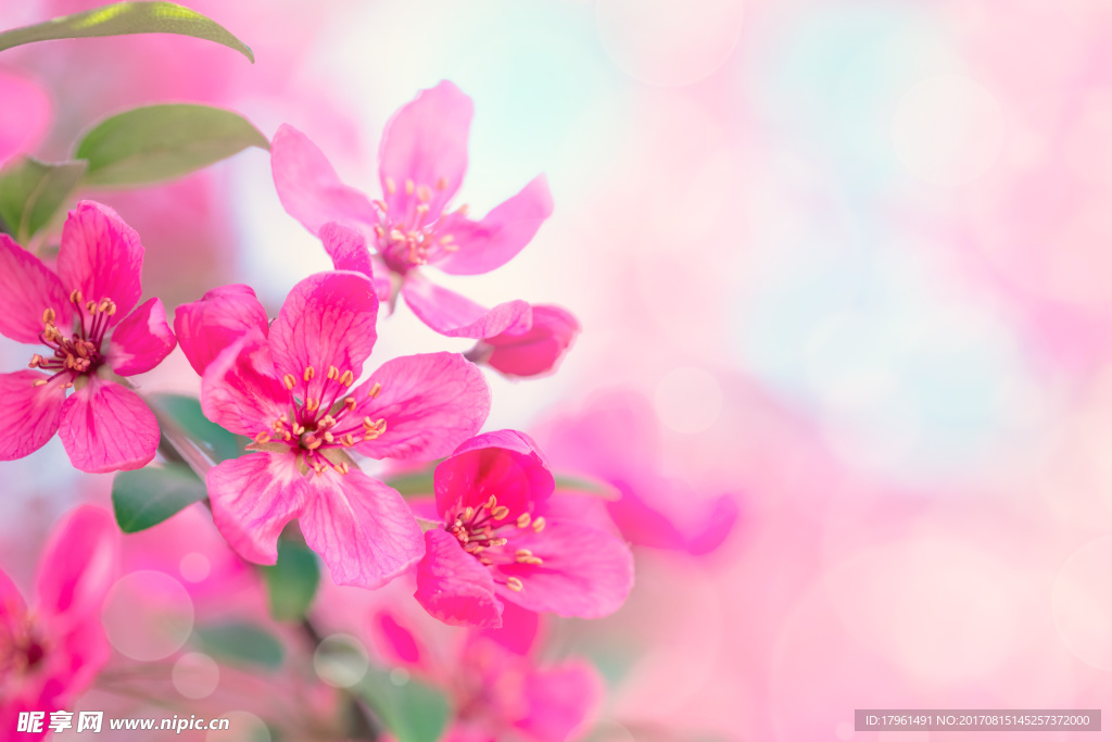 桃花