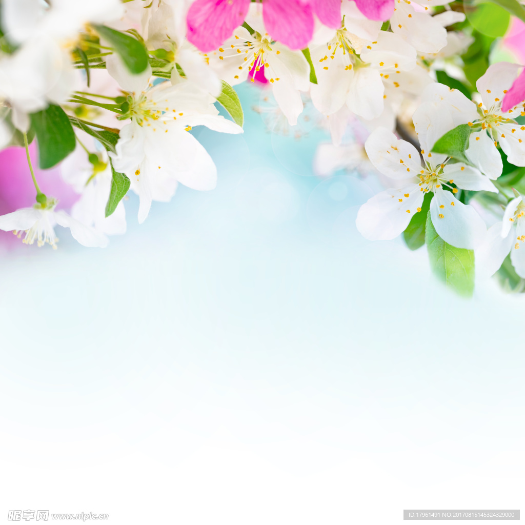 梨花