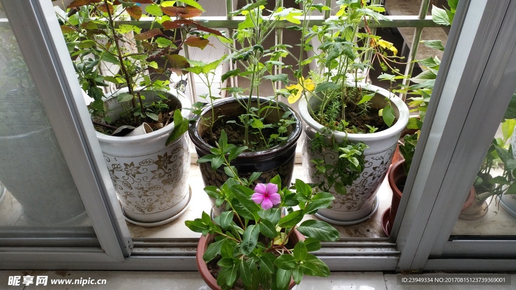 长春花