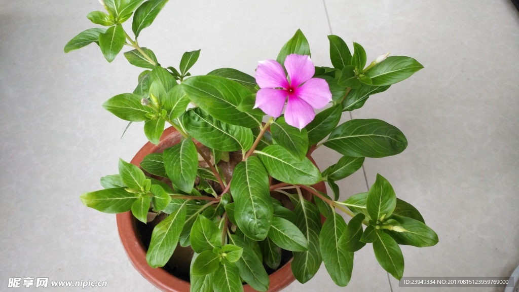 长春花
