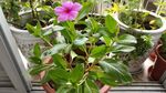长春花
