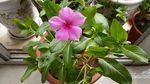 长春花