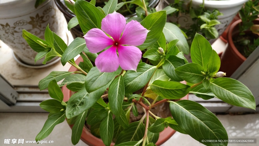 长春花