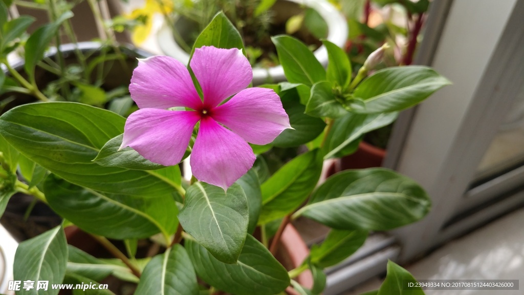 长春花