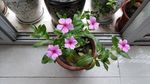 长春花