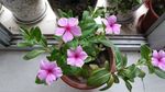 长春花