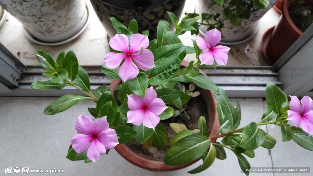 长春花