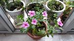 长春花