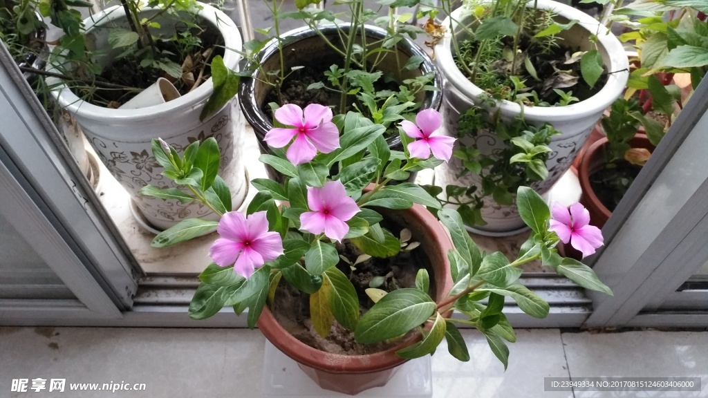 长春花