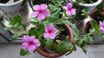 长春花