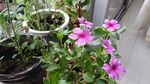 长春花