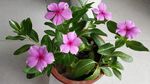 长春花