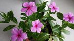长春花