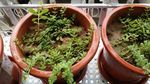 垂盆草