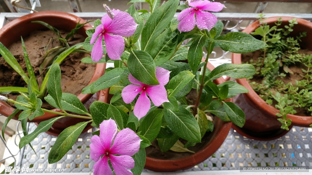长春花