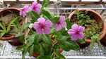 长春花