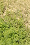 野草地