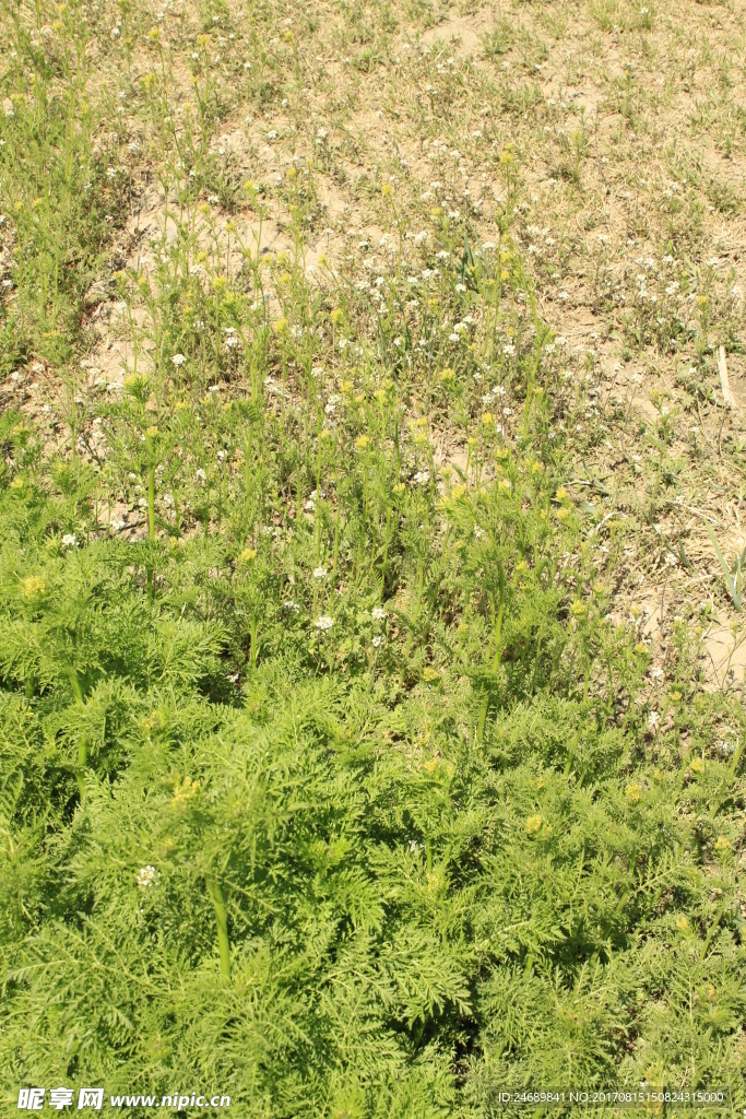 野草地