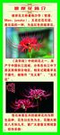 彼岸花