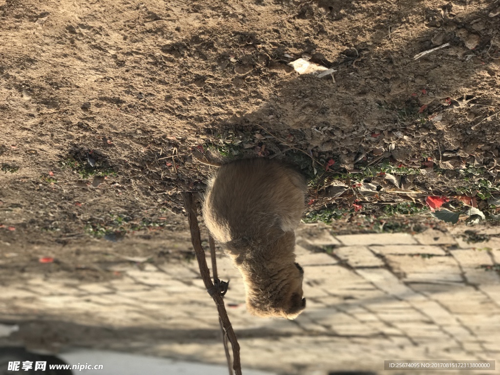 田园犬