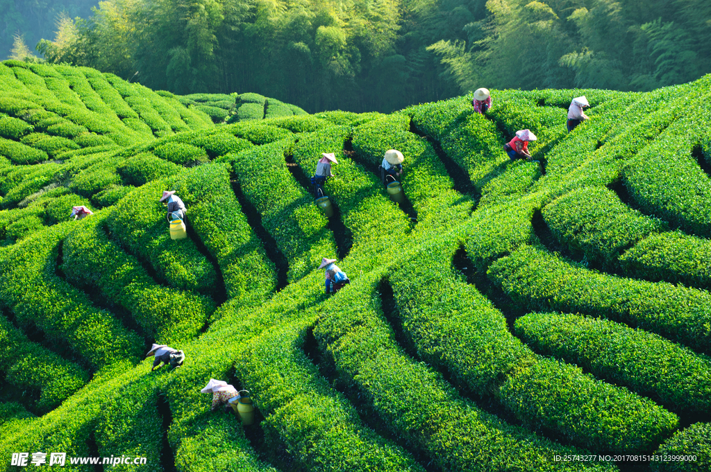 采茶