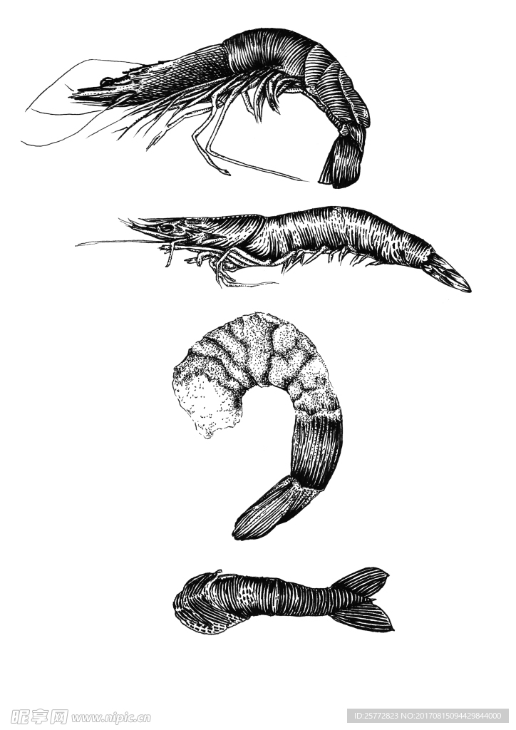 手绘大虾 虾仁 基围虾 版画