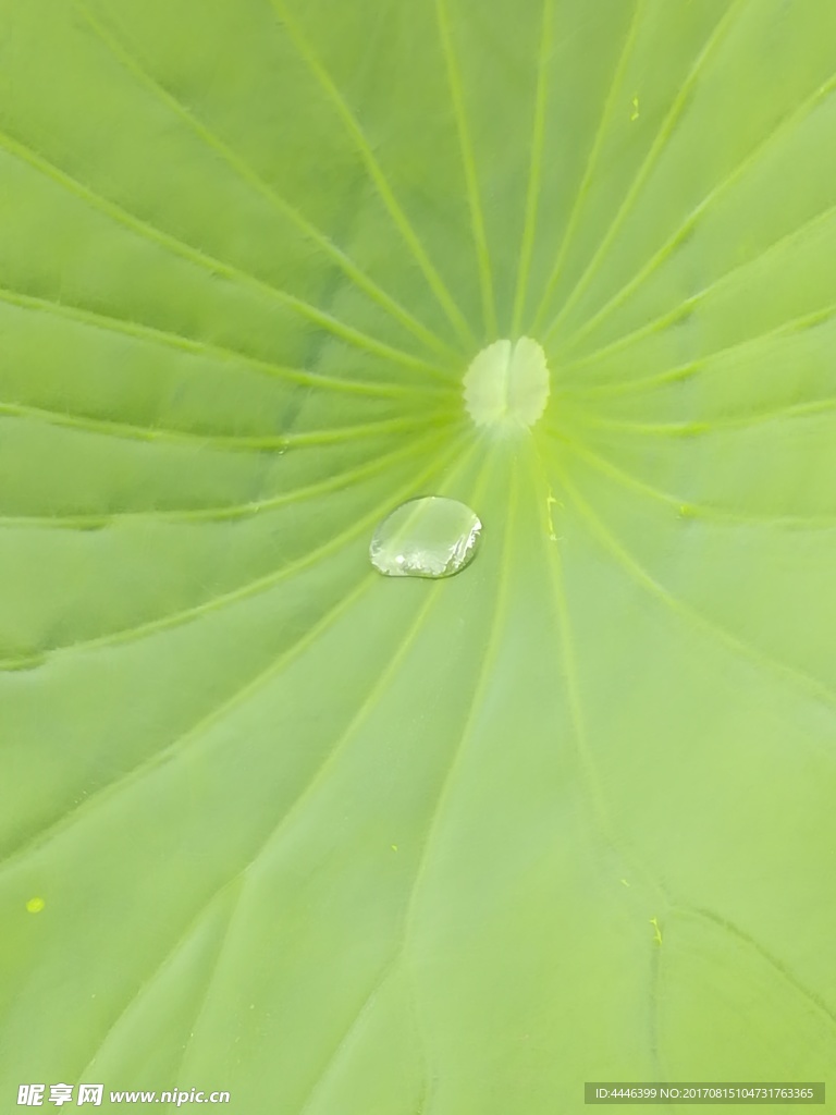 荷叶水滴