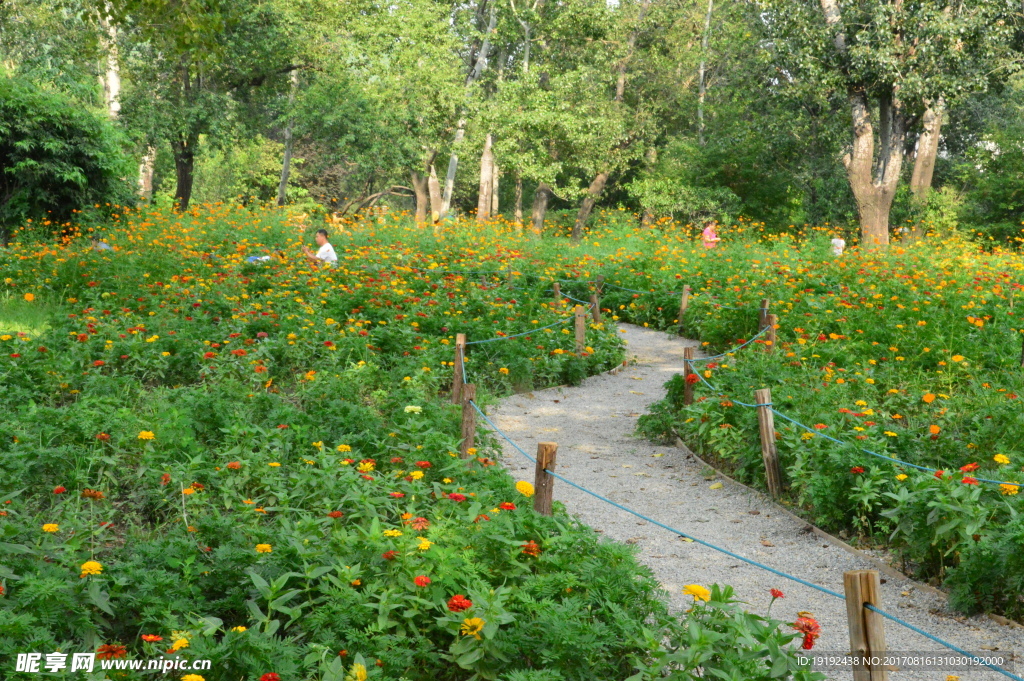 夏日植物园