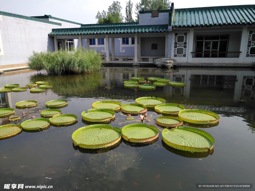 夏日植物园