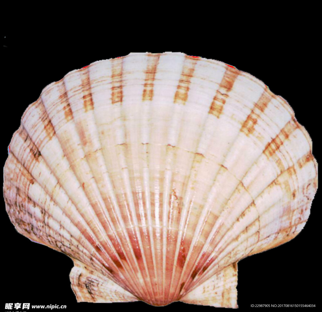 贝壳