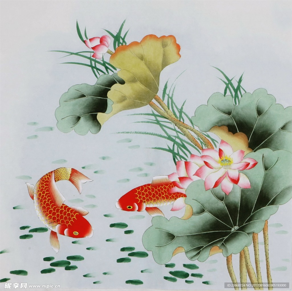 国画荷花鱼