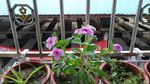 长春花