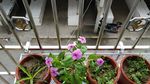 长春花