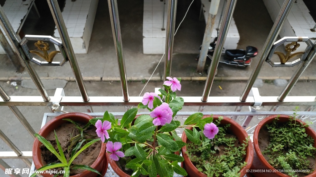 长春花