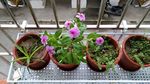 长春花