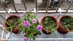 长春花