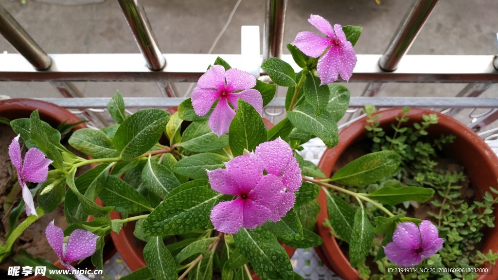 长春花