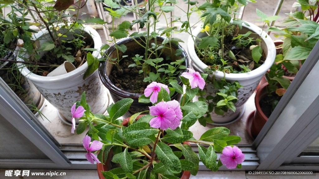 长春花