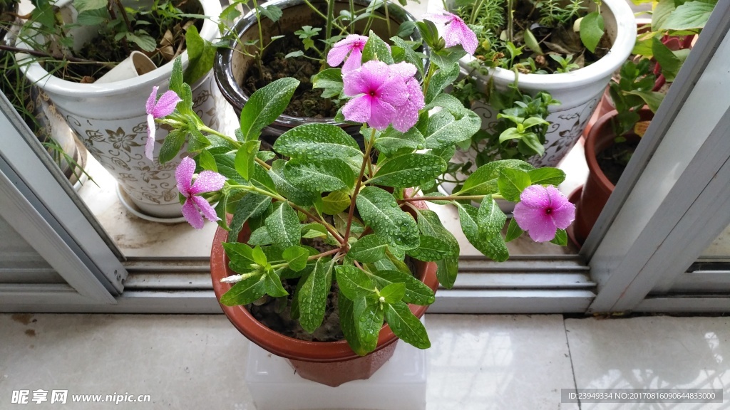 长春花