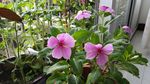 长春花